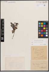 Foto von Salix caprea L. x Salix silesiaca Willd.